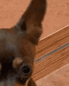 Chiwis Dog GIF
