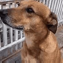Cachorro Dog GIF - Cachorro Dog Olhando GIFs