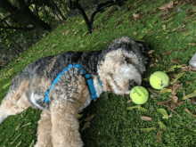 Cute Bermese GIF - Cute Bermese Dog GIFs