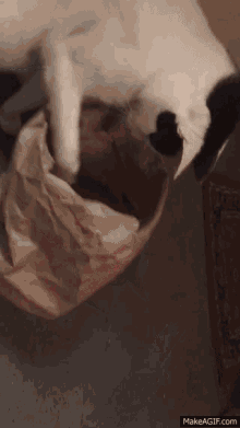 Charlie Cat GIF - Charlie Cat Silly GIFs