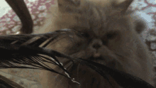 a close up of a cat 's face with feathers in the foreground