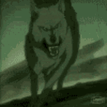 alpha wolfkillwolf wolves