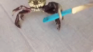Crab With Knife GIFs | Tenor