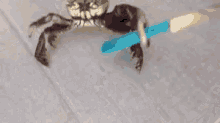 GIF