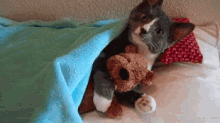 Cute GIF - Cuddle Cute Kitten GIFs