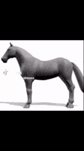Horse Video GIF - Horse Video GIFs