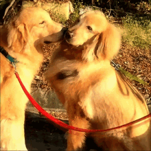 Kiss Lucky Dog GIF - Kiss Lucky Dog GIFs