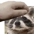 a person is petting a raccoon with their finger .