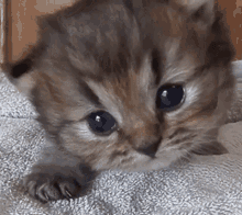 kitten meowing cute adorable