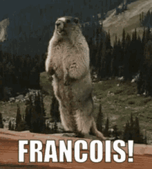 Francois Francios GIF