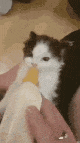 a brown and white kitten is being held by a person .