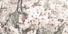 Cherry Blossoms GIF