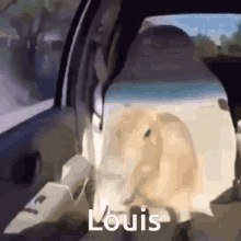 Louis Animal GIF