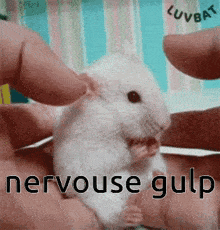 a white hamster is being held in someone 's hands with the words nervous gulp written on the bottom