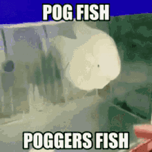 Poggers Fish GIF - Poggers Fish GIFs