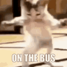 On The Bus Cat GIF - On The Bus Cat Dance GIFs