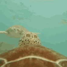 Turtle Slap GIF - Turtle Slap GIFs