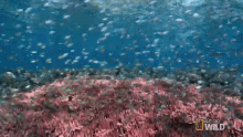 Sea Of Fish Animal Armory GIF - Sea Of Fish Animal Armory Sea GIFs