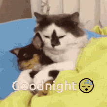 Good Night Sleep GIF - Good Night Sleep Cat GIFs