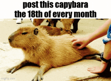 a person is petting a capybara that is laying down