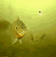 Fishing Swallog GIF - Fishing Swallog Prey GIFs