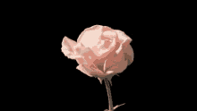 rising rose bloom