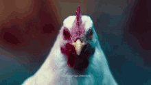 Chicken Wiggle GIF