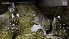 Quoll Cute GIF