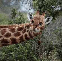 Girafe Cat GIF - Girafe Cat Faceswap GIFs
