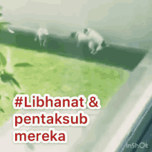 Libhanat Musibah GIF - Libhanat Musibah Celaka GIFs