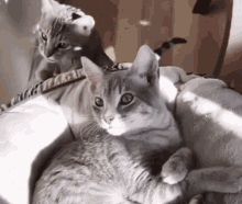 Cats Cat Weird GIF - Cats Cat Cat Weird GIFs