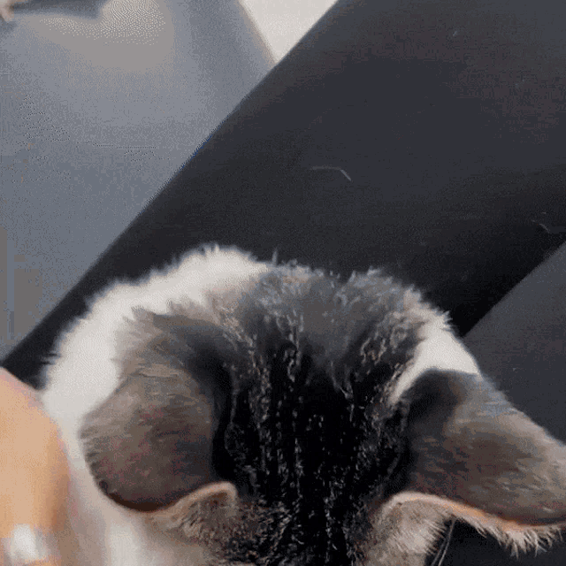 Funny Cat GIF - Funny Cat - Discover & Share GIFs