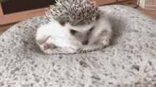 Hedgehog Getting Up GIF - Hedgehog Getting Up Cant Ge Up GIFs