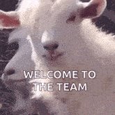 a couple of goats standing next to each other with the words welcome to the team written on the bottom .