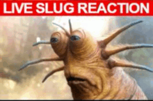Meme Live Slug Reaction GIF - Meme Live Slug Reaction Funny GIFs