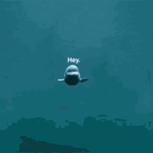 Catch Me If You Can Dolphin GIF