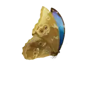 a butterfly with a blue tail is flying in the air on a white background