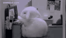 Rabbit Bunny GIF - Rabbit Bunny Sleepy GIFs
