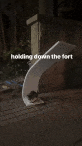 Holding Down The Fort Cat GIF