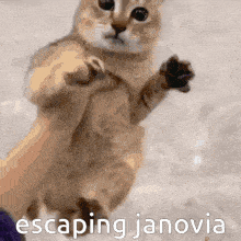 Janovia GIF - Janovia GIFs