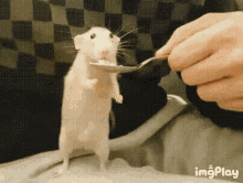 Rat Eating GIF - Rat Eating Kiss GIFs