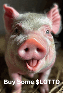 a pig with its tongue hanging out and the words buy some $ lotto below it