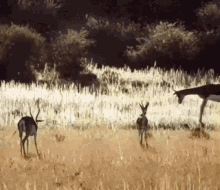 Antelope Jump GIF - Antelope Jump Bye GIFs