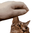 a person is petting a cat with their hand on its head .