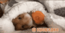 в кроватке устал уютно валяюсь хомяк мило лень GIF - In Bed Hamster Carrot GIFs