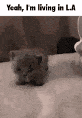 a small gray kitten is sitting on a bed and looking at the camera .