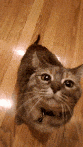 GIF