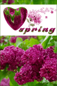 i love spring heart spring lilac logo