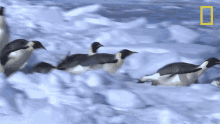 Diving World Penguin Day GIF - Diving World Penguin Day Emperor Penguins GIFs