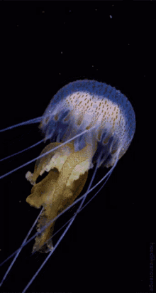 Jellyfish Dance GIF - Jellyfish Dance Sea Creature GIFs
